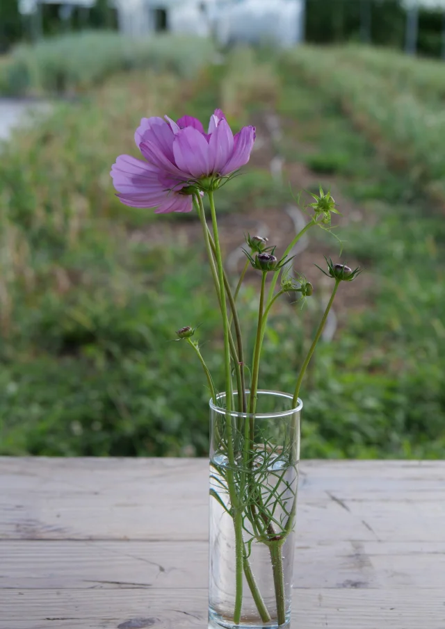 Table du Jardin à l'Assiette