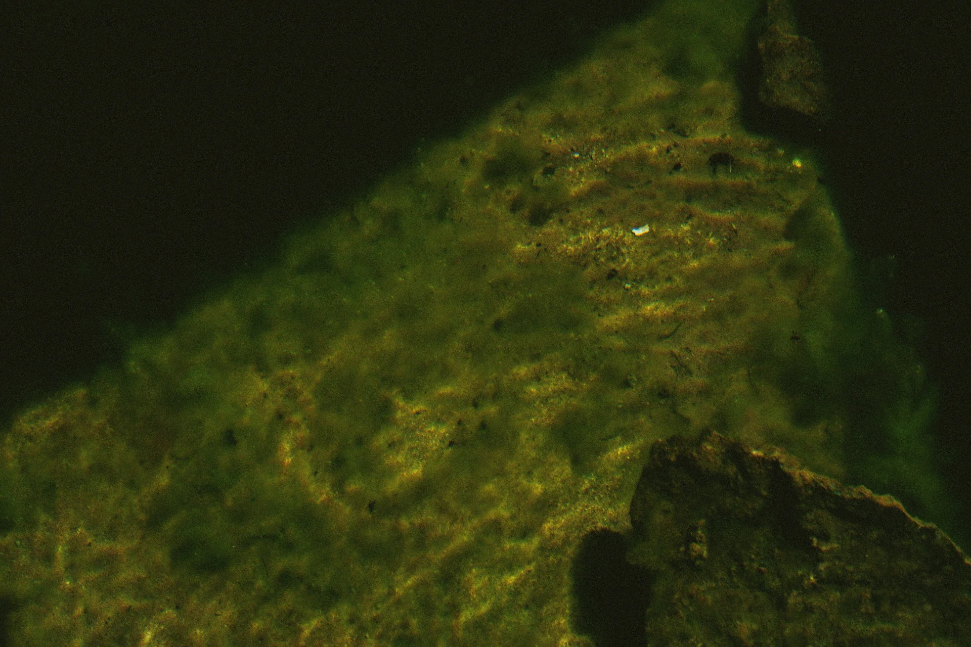 Cyanobactéries
