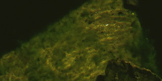 Cyanobactéries