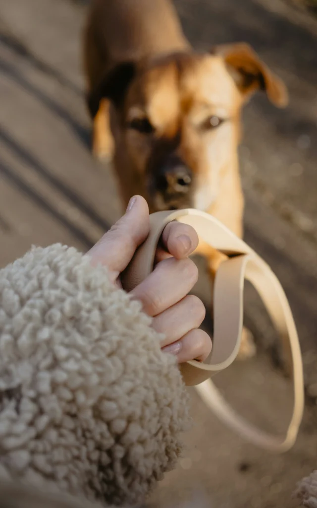 Chien en laisse