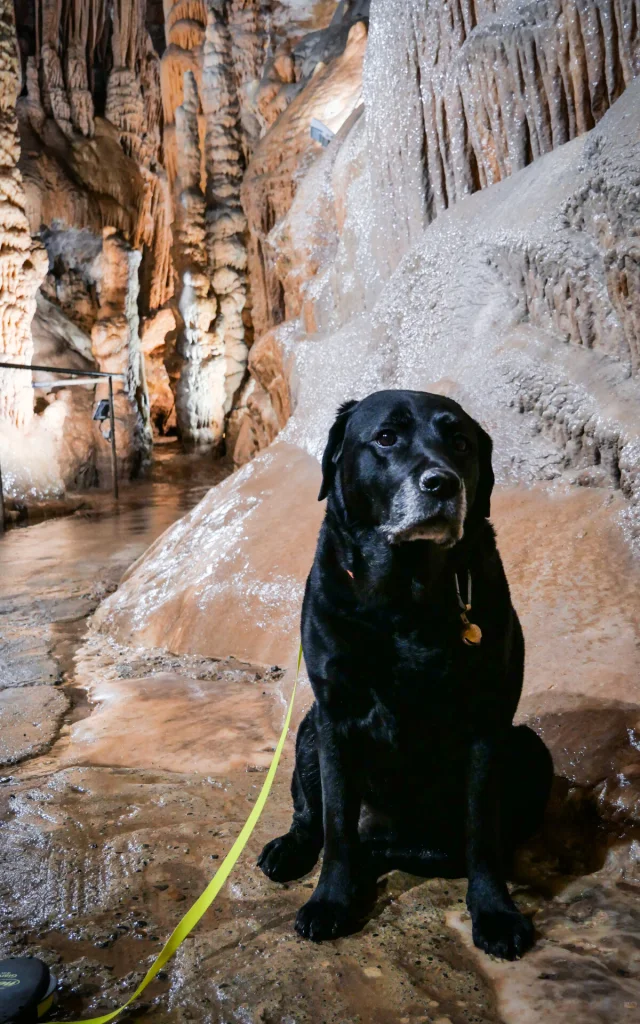 Visiter les Grottes de Presque avec son chien