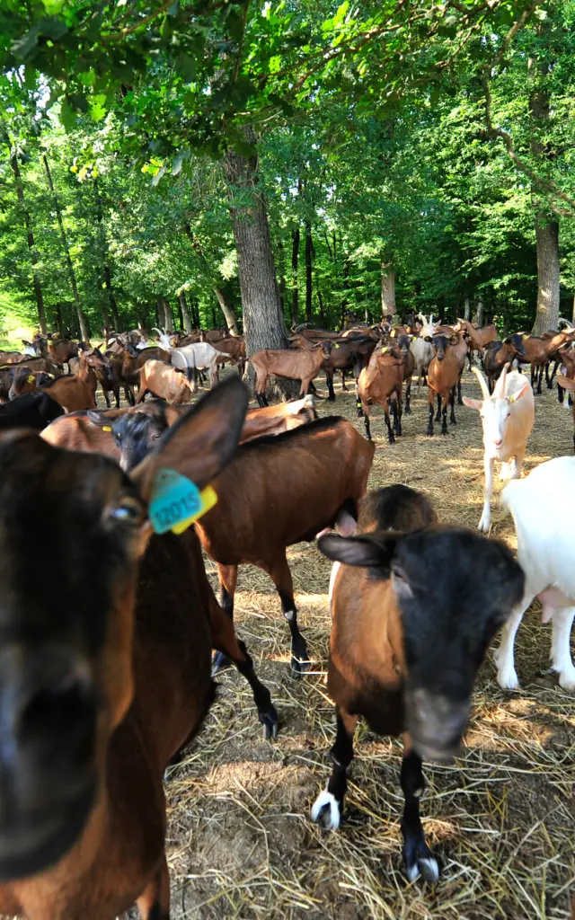 Fromagerie Le Bois D Amalthee