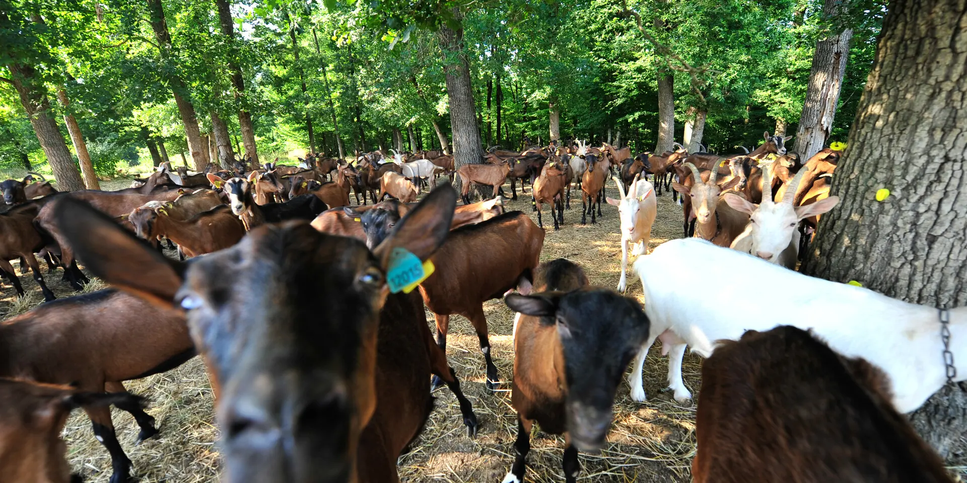 Fromagerie Le Bois D Amalthee