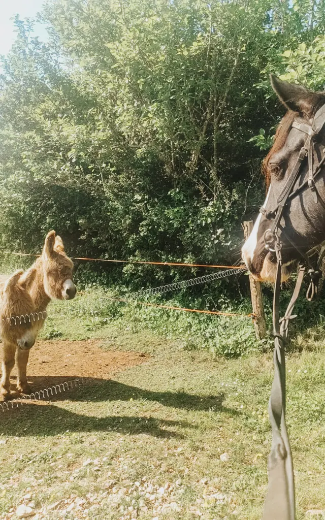Randonnée à cheval