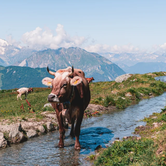 Vache et vue sur les montagnes