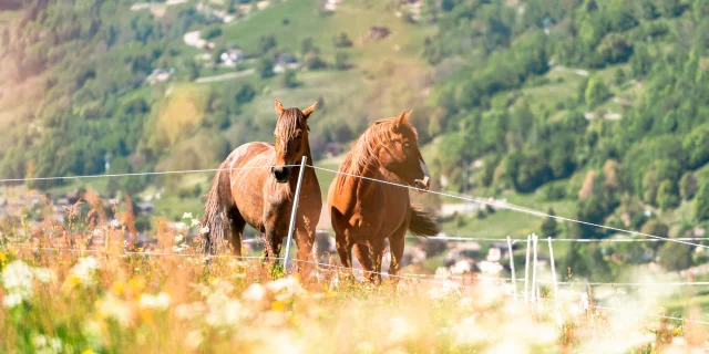 Sports équestres dans la région de Verbier