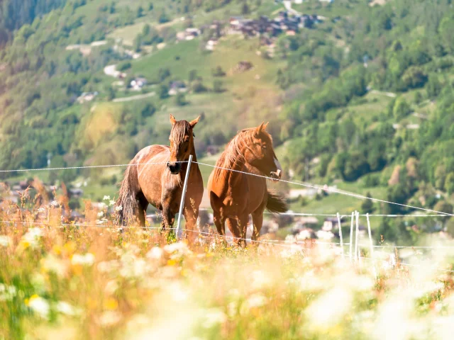 Sports équestres dans la région de Verbier