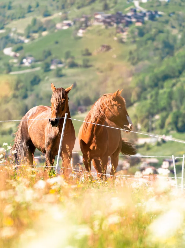 Sports équestres dans la région de Verbier