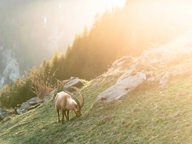 Bouquetins sur les hauts de Fionnay