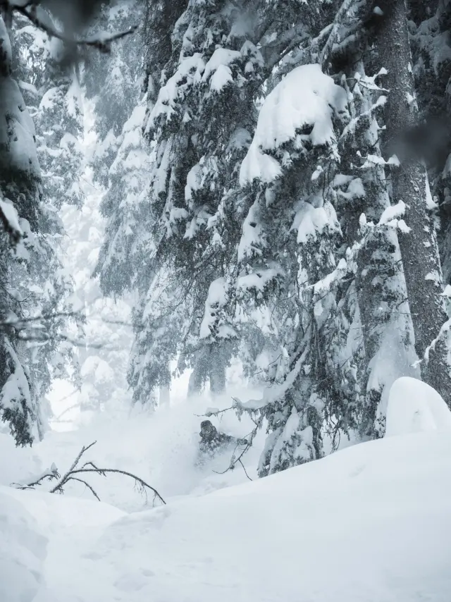 Bruson Tree Skiing 2