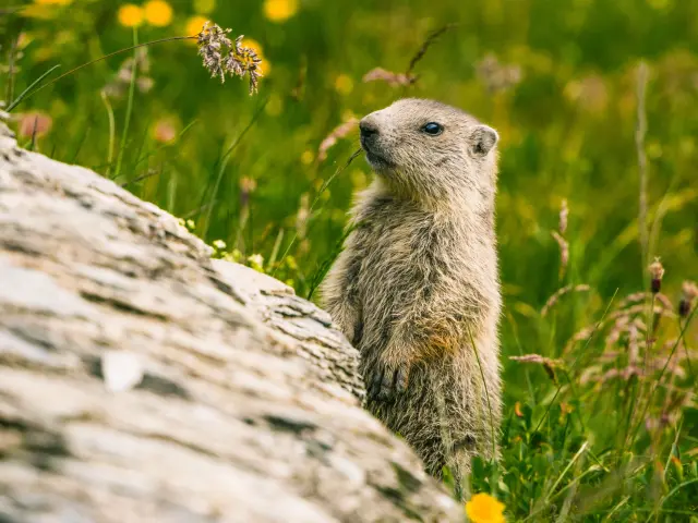 Marmotte @luciaharrison 3