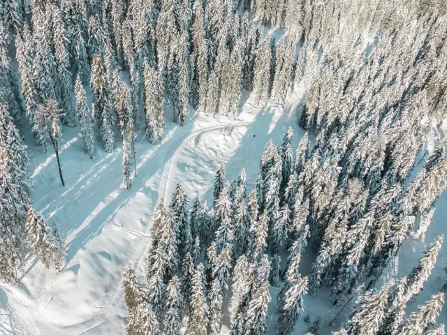 Hiver En Fôret @luciaharrison