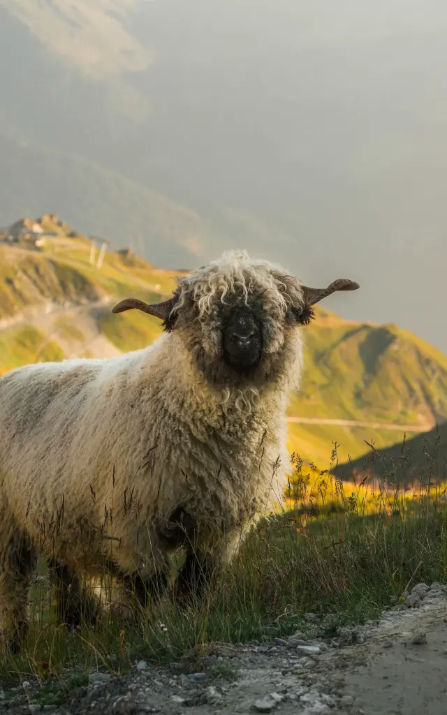 Mouton Val De Bagnes