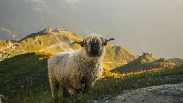 Mouton Val De Bagnes