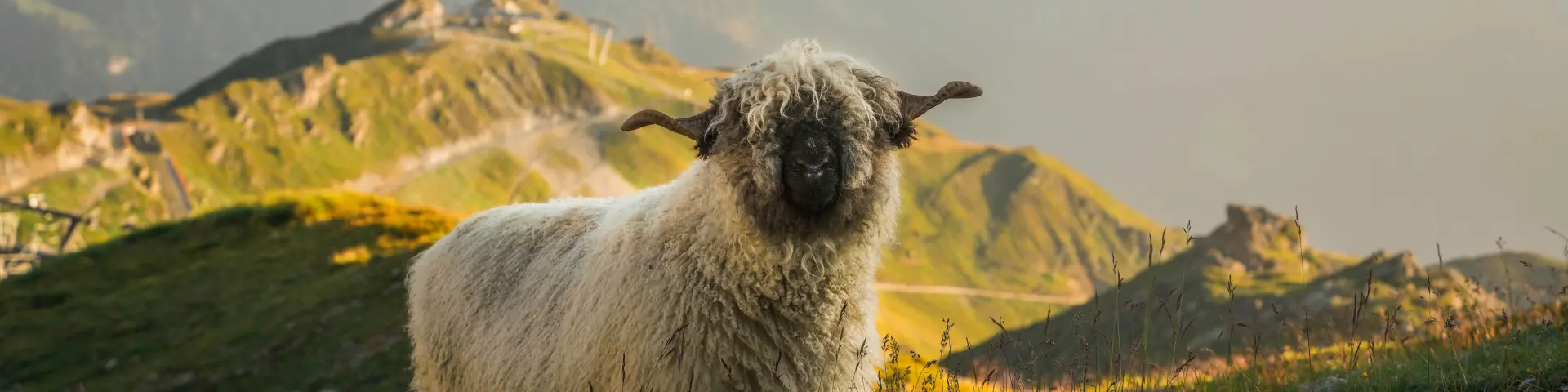 Mouton Val De Bagnes