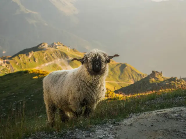 Mouton Val De Bagnes