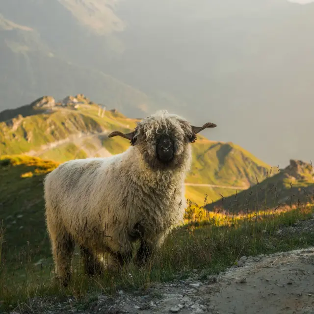 Mouton Val De Bagnes