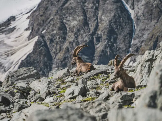 Bouquetin Haut Val De Bagnes @luciaharrison