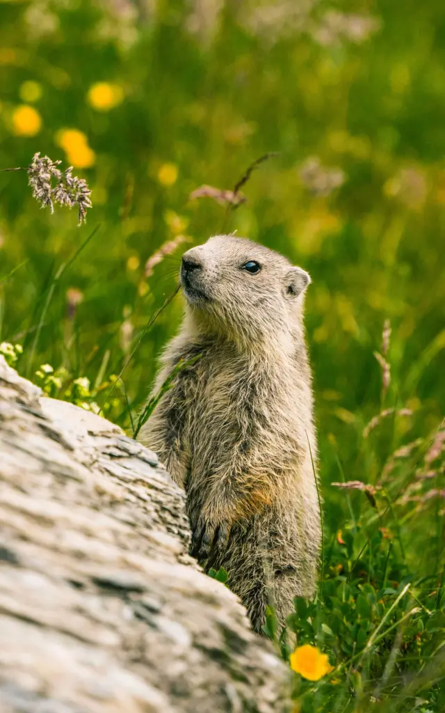 Marmotte @luciaharrison