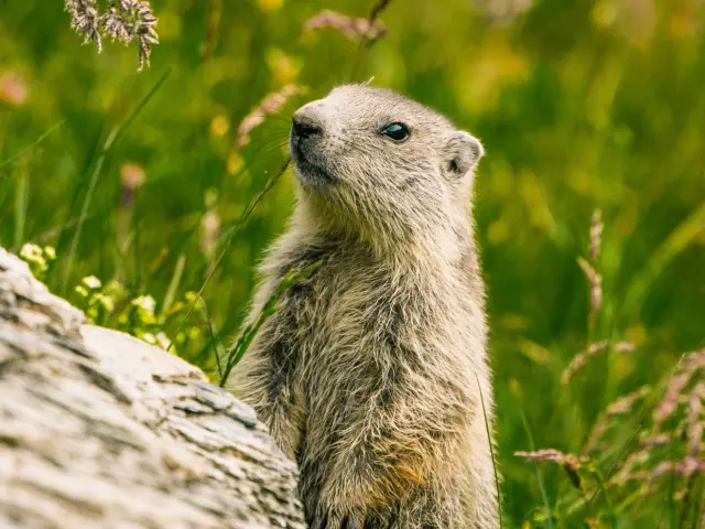 Marmotte @luciaharrison