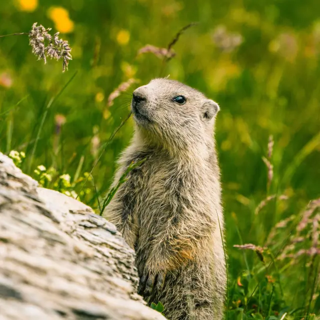 Marmotte @luciaharrison