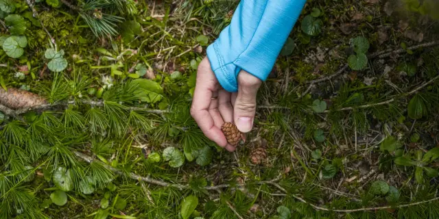 Pomme De Pin @luciaharrison