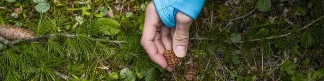 Pomme De Pin @luciaharrison