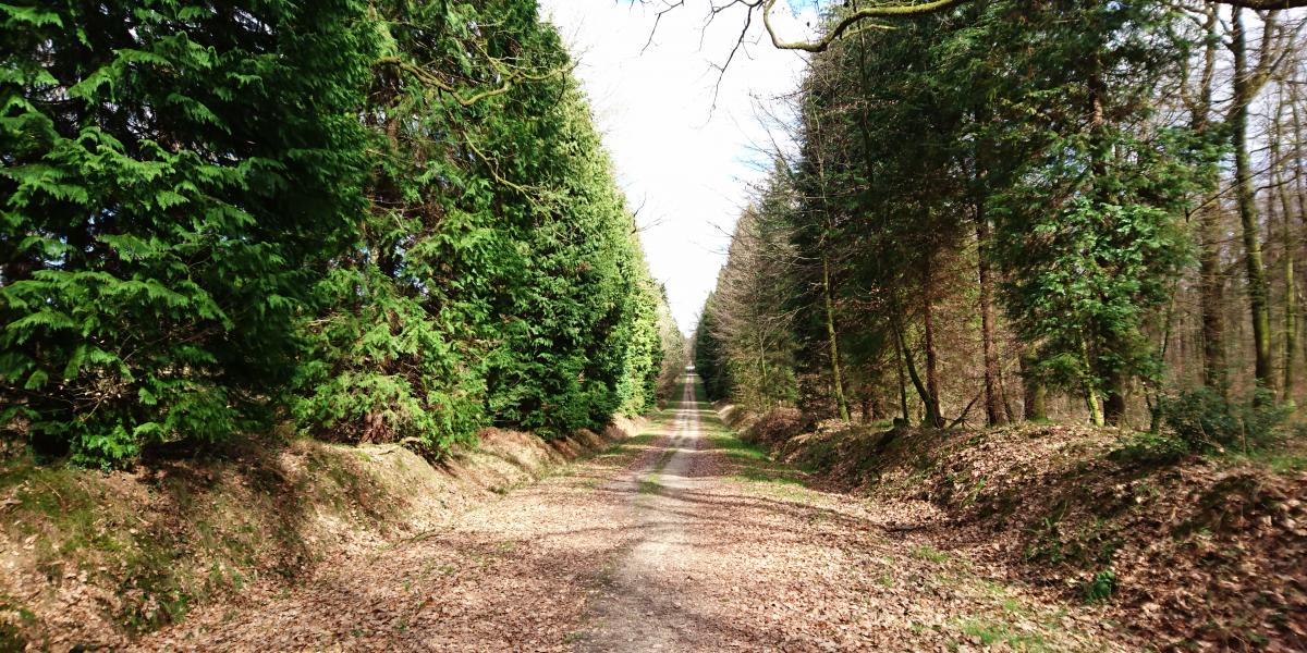 On The Trail Of Forest Heritage Bagnoles De L Orne