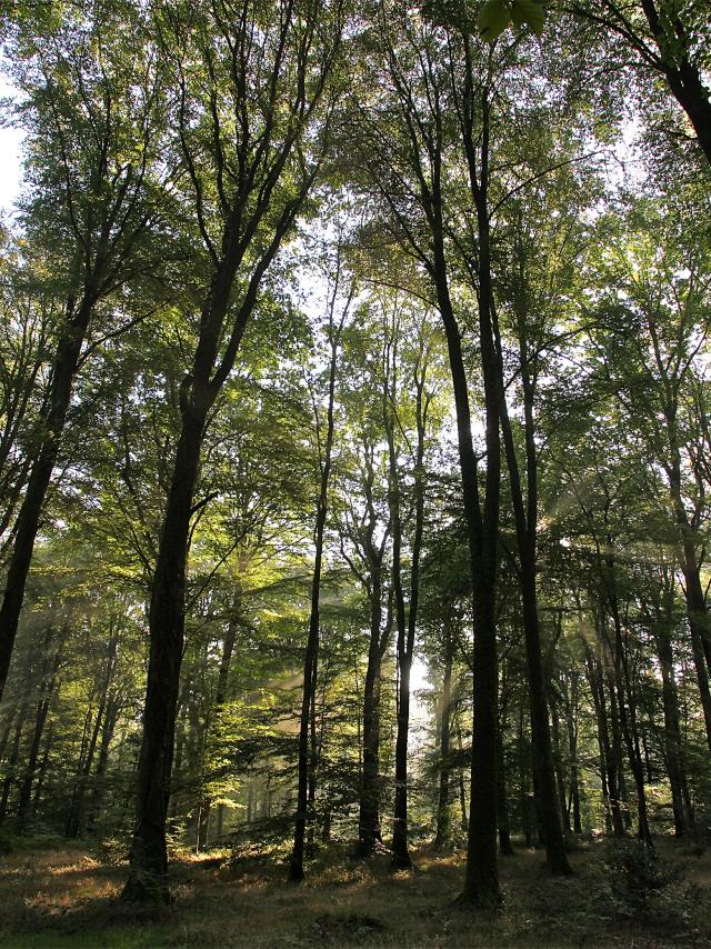 foret-arbre-bagnoles-orne-4