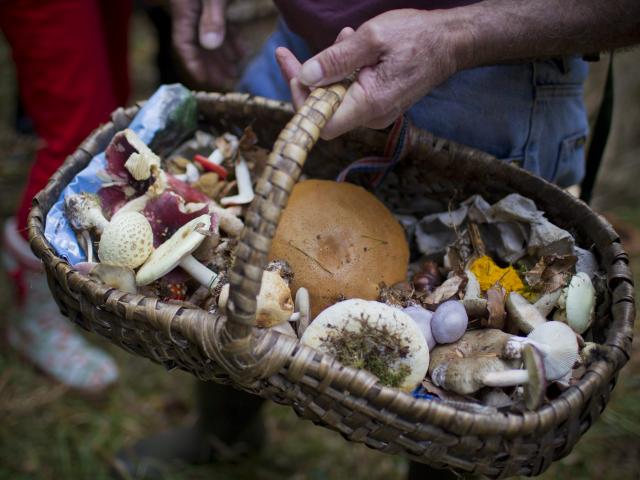 Bagnoles Orne Cueillette Panier Champignons Manoir Foret Andaines