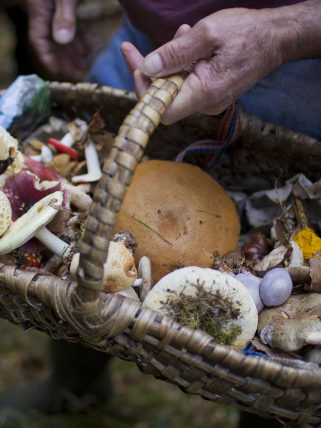 Bagnoles Orne Cueillette Panier Champignons Manoir Foret Andaines