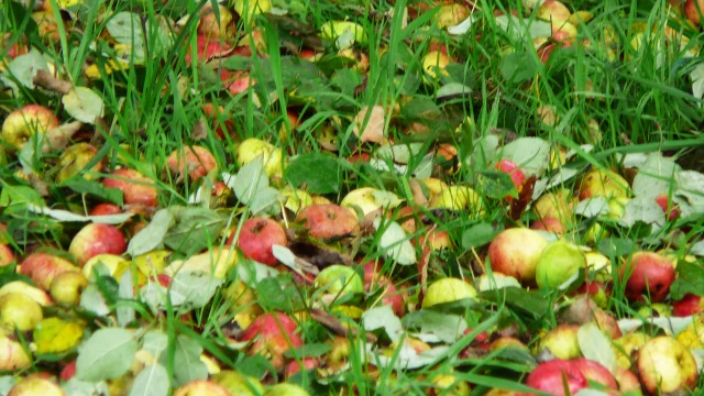 Bagnoles Orne Manoir Durcet Ferme Calvados Terroir Savoir Faire Visite Cidre Pomme Ramassage Verger 2
