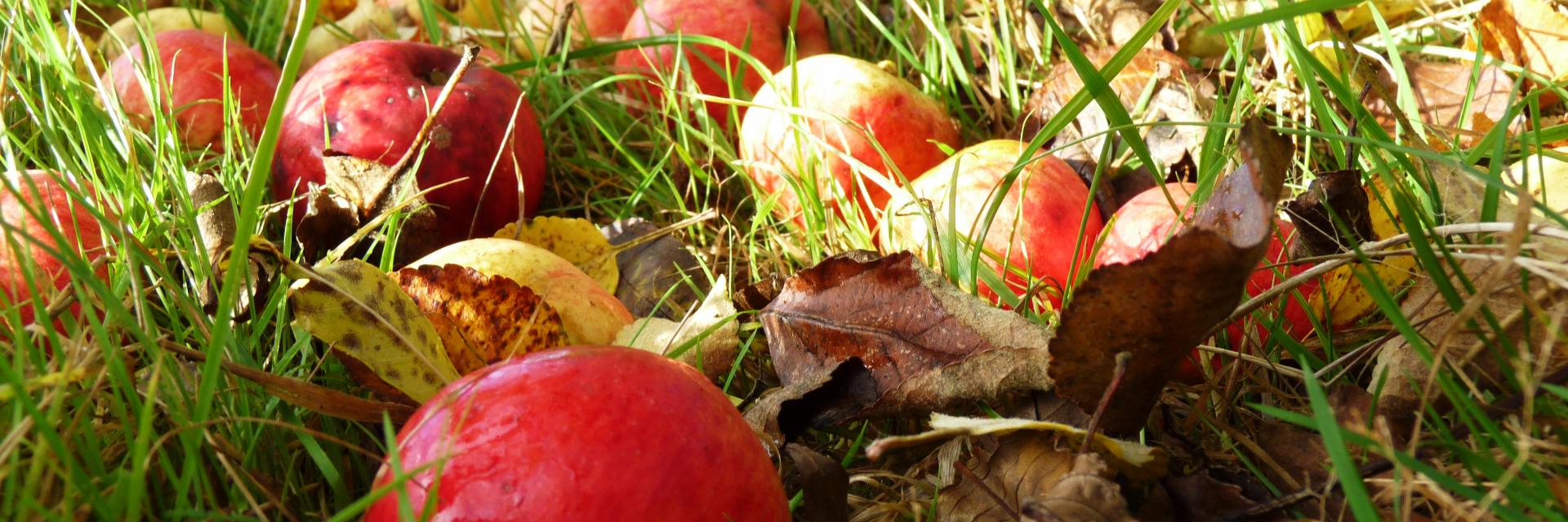 Bagnoles Orne Pom Producteur Cidre Terroir Pomme Jus Savoir Faire