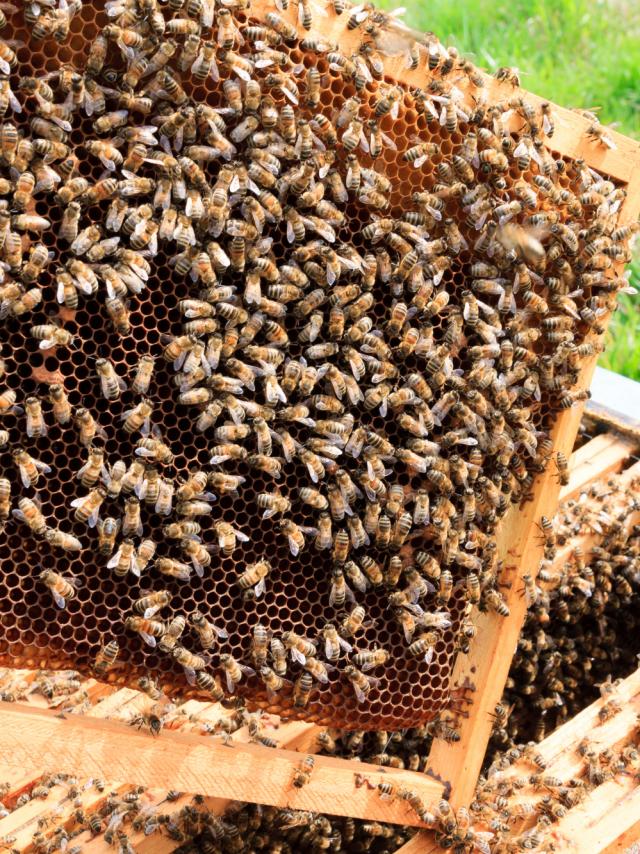 Open hive detail. Beekeeping, agriculture, rural life.