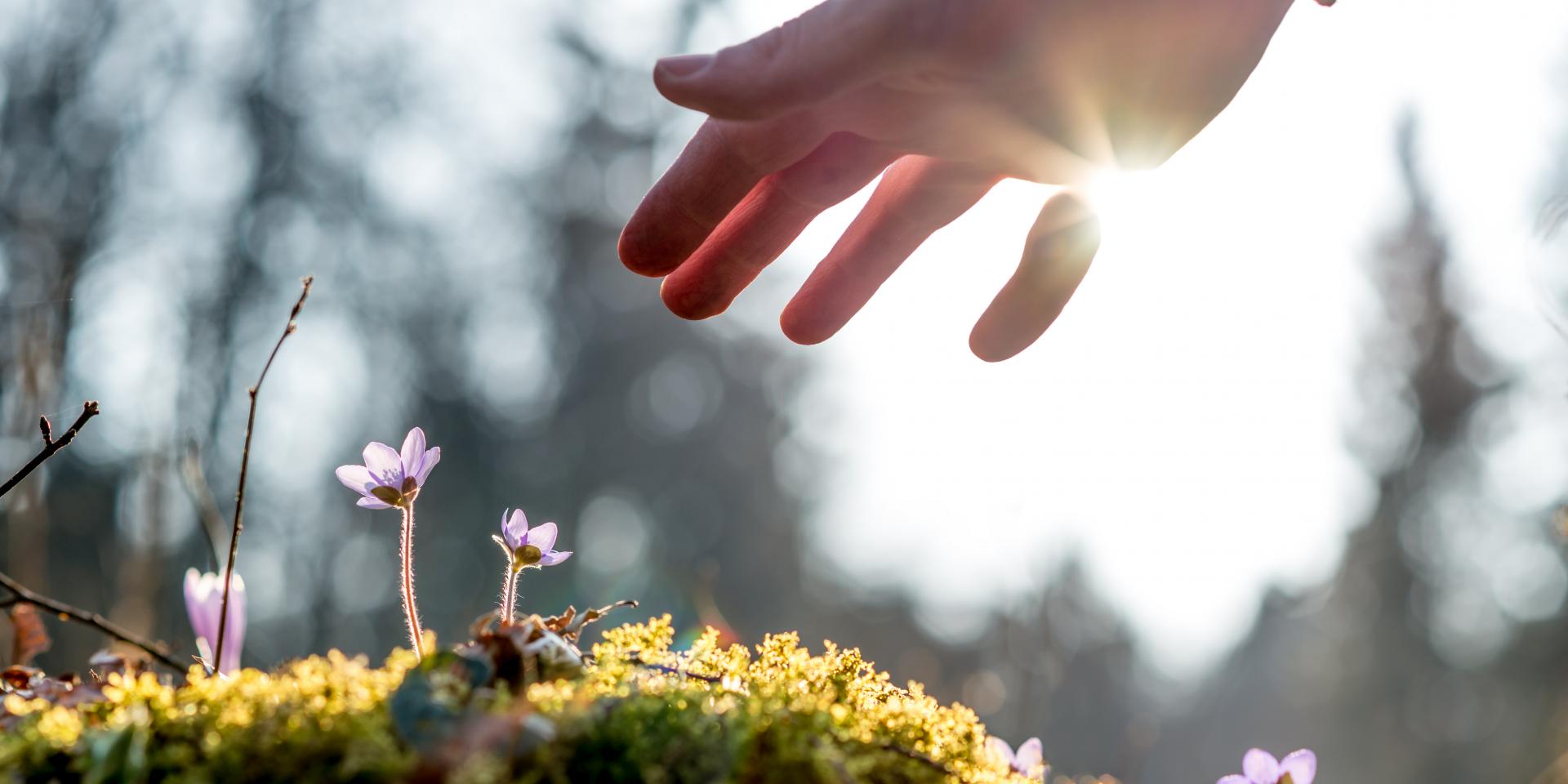 Hand of a man above a mossy rock with new delicate blue flower back lit by the sun. Concept of human caring and protecting for nature.