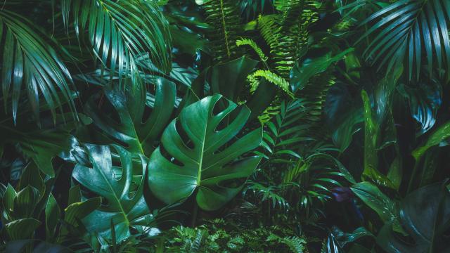 Tropical palm leaves