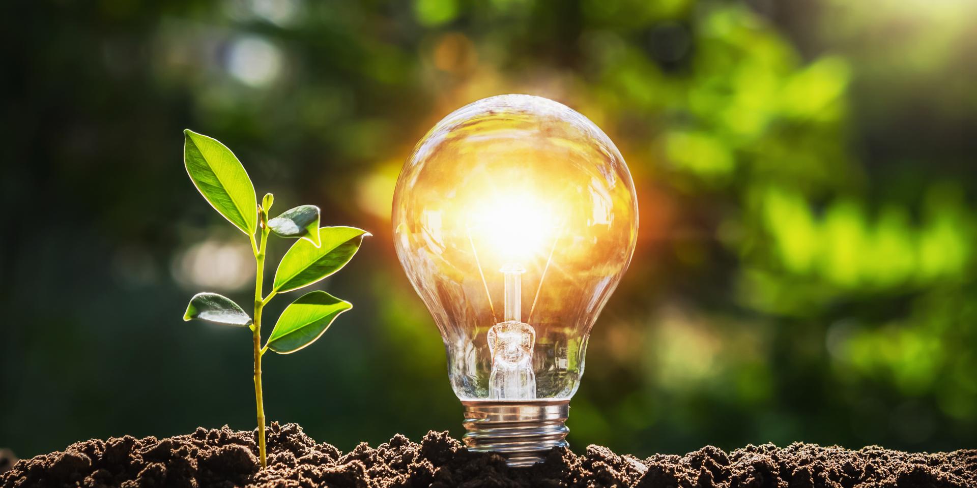 lightbulb tree with sunlight on soil. concept save world and energy power