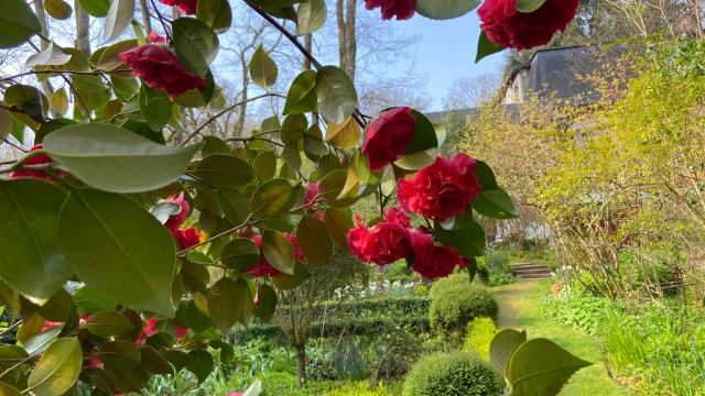 Bagnoles Orne Bebagnoles Jardin Retire Camelias Fleurs Soleil Nature Printemps