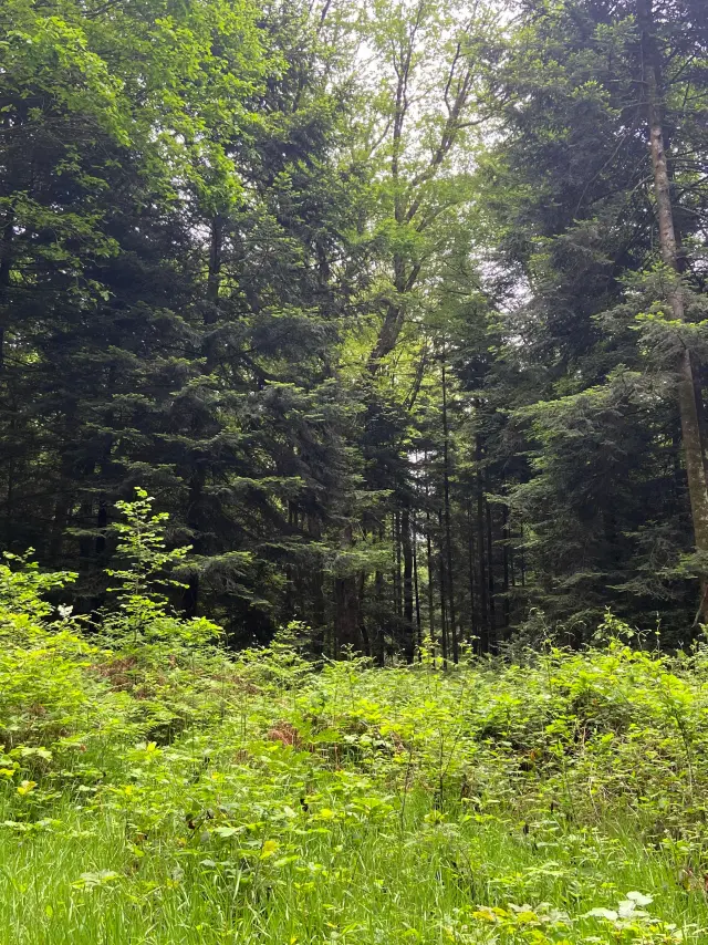 Bagnoles Orne Bebagnoles Topitos Ecogestes Foret Fougeres Arbres Vert