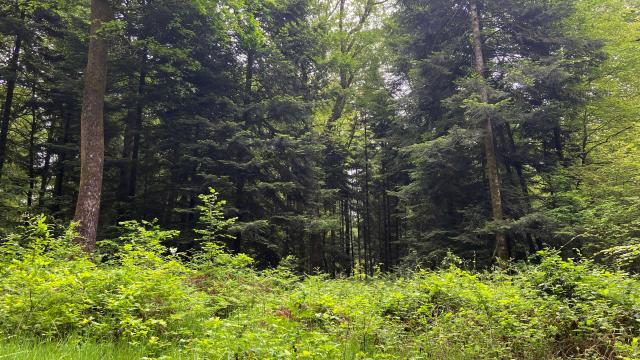 Bagnoles Orne Bebagnoles Topitos Ecogestes Foret Fougeres Arbres Vert