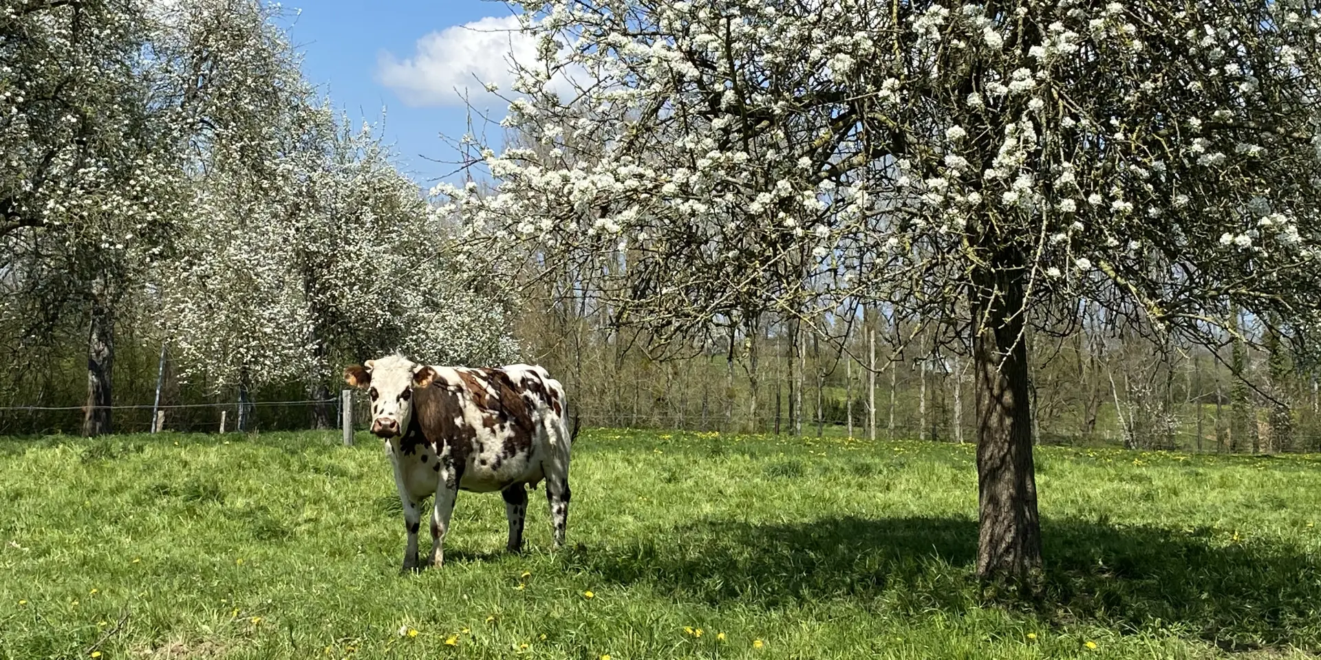 Bagnoles Orne Bebagnoles Domfront Destination Printemps Domfrontais Poirier Pommier Vache