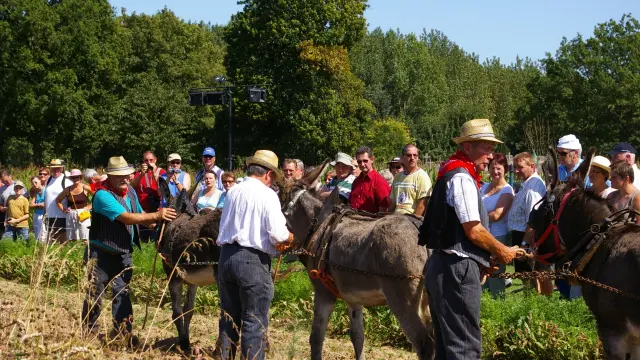 Saint Fraimbault Flories Antan Fete Fleurs Metier Agriculture