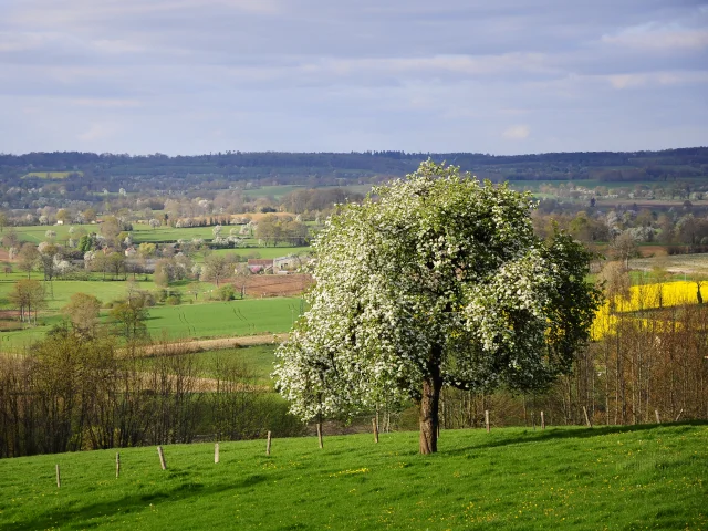 Bocage Destination Domfront Bagnoles Champ Arbre Pomme Poire Poirier Pommier Fleur Camapgne Foret Paysage Normandie Orne