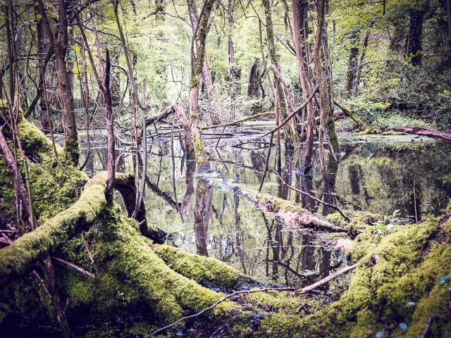 Bocage Destination Domfront Bagnoles Mares Potieres Launay Espace Naturel