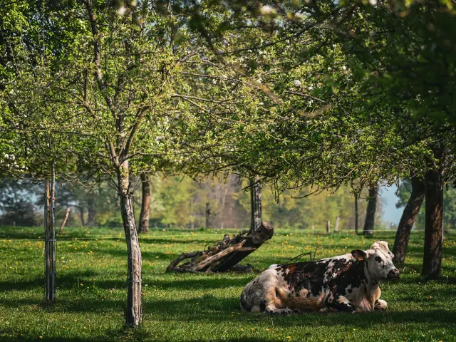 Vaches de race Normande dans les vergers de pommiers et poiriers de Frédéric Pacory à Mantilly dans l'Orne. Photo: Thomas Brégardis / Ouest-France