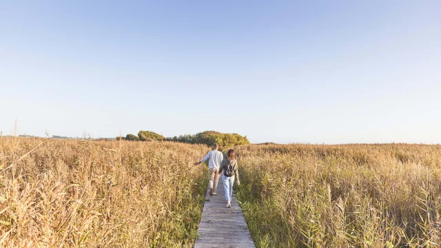 Roselières - Tréogat