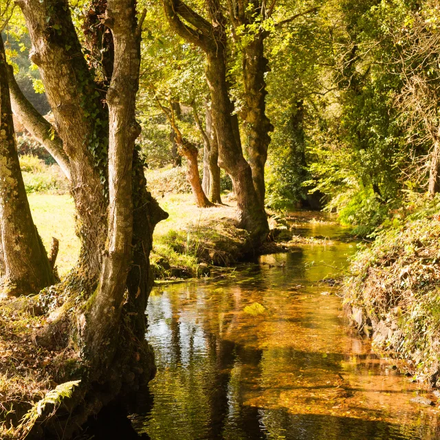 promenade dans la forêt à Landudec
