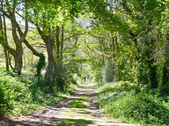 De Stang Vraz lus - Guiler-sur-Goyen