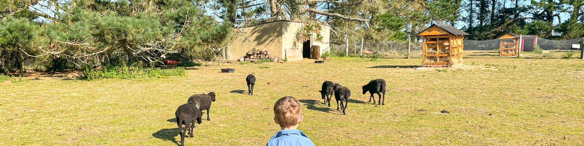 Parc animalier de la Pommeraie - Peumerit