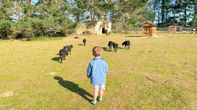 Parc animalier de la Pommeraie - Peumerit